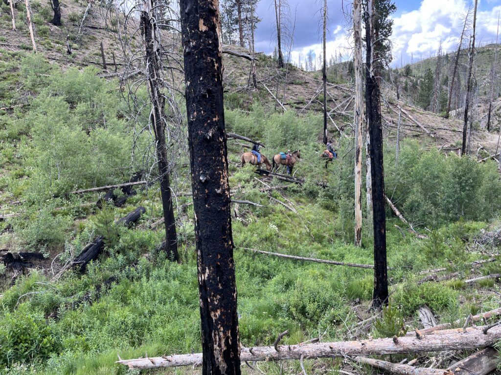 Clearing Lamar Creek Trail
